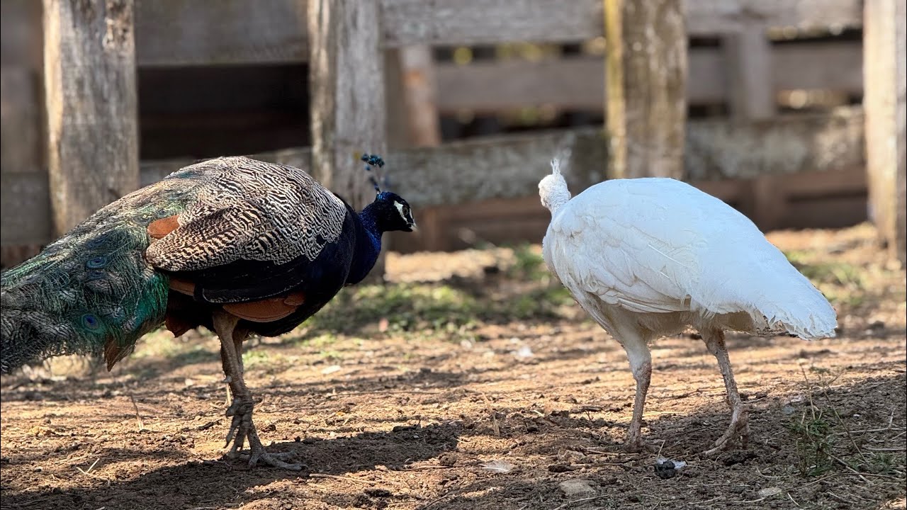 Arrumei uma fêmea de pavão 🦚