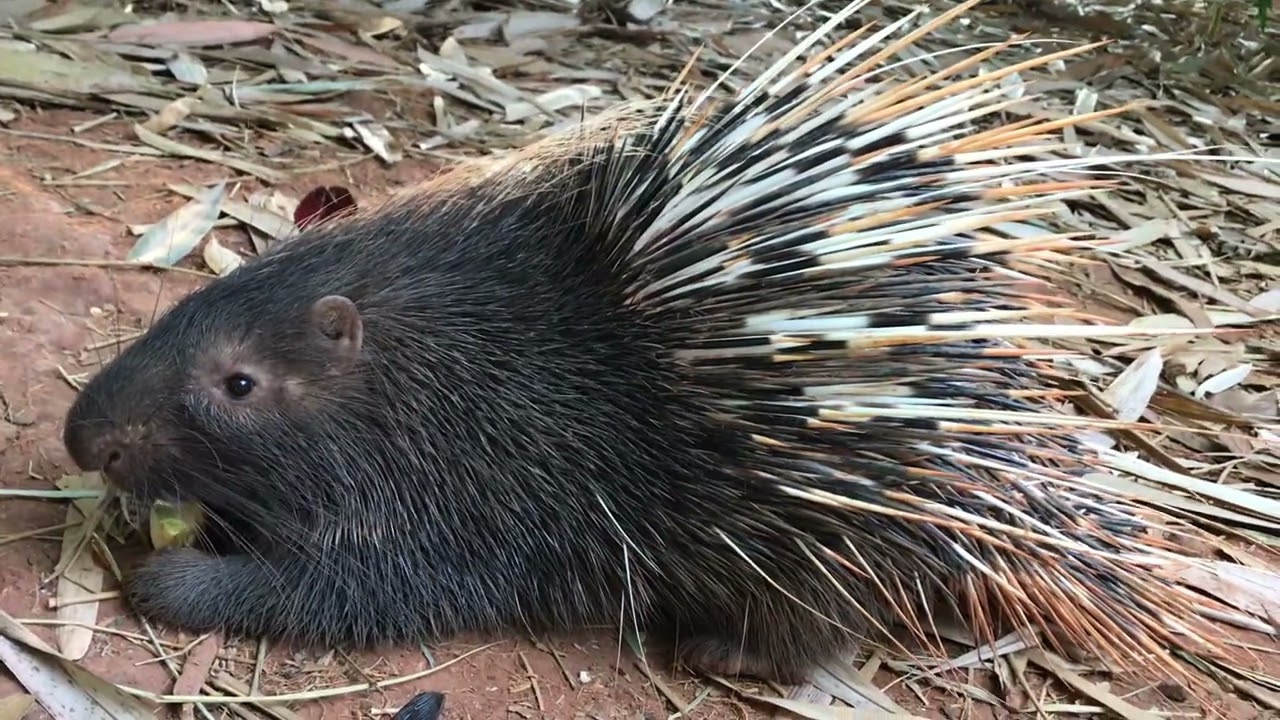 1.A handsome porcupine is eating pumpkin.#Cute porcupine#wild animal#