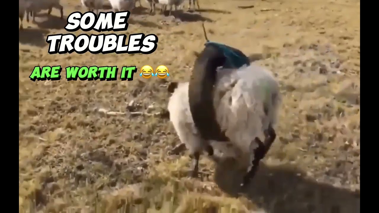 Lamb stuck in a tire: Funny Video