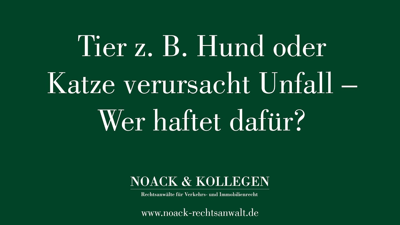 Tier z. B. Hund oder Katze verursacht Unfall - Wer haftet daf&uuml;r?