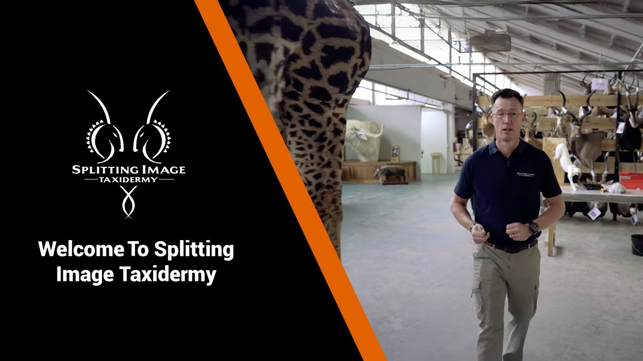 Welcome to  Splitting Image Taxidermy