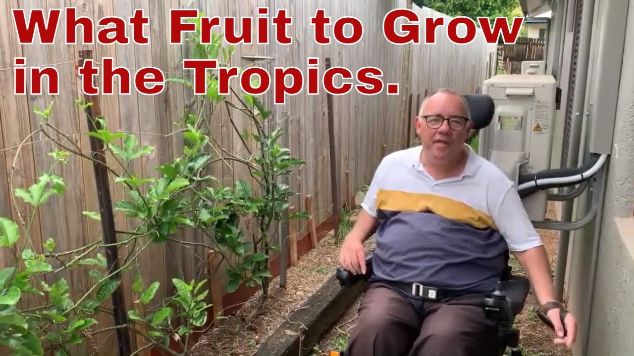 The Best Fruits To Grow In The Tropics!