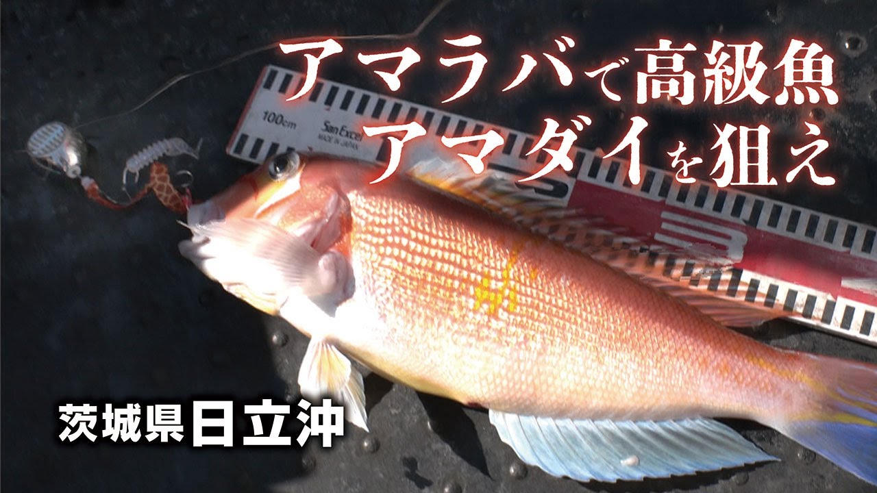 アマラバで高級魚アマダイを狙え　茨城県日立沖