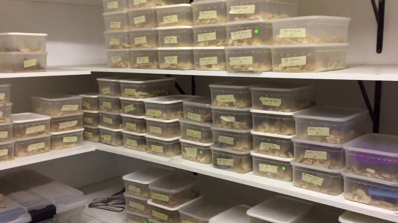 Arizona Mountain King Snakes hatching!!