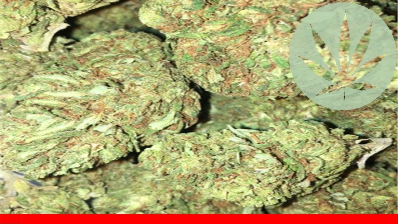 Red Haze - All About This Strain
