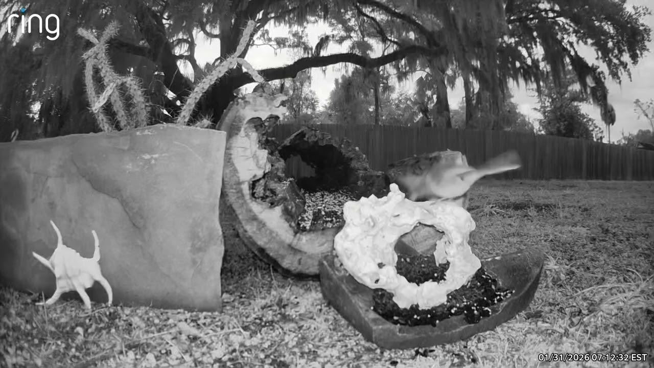 27° in Florida and a Cardinal Still Wants Charcuterie