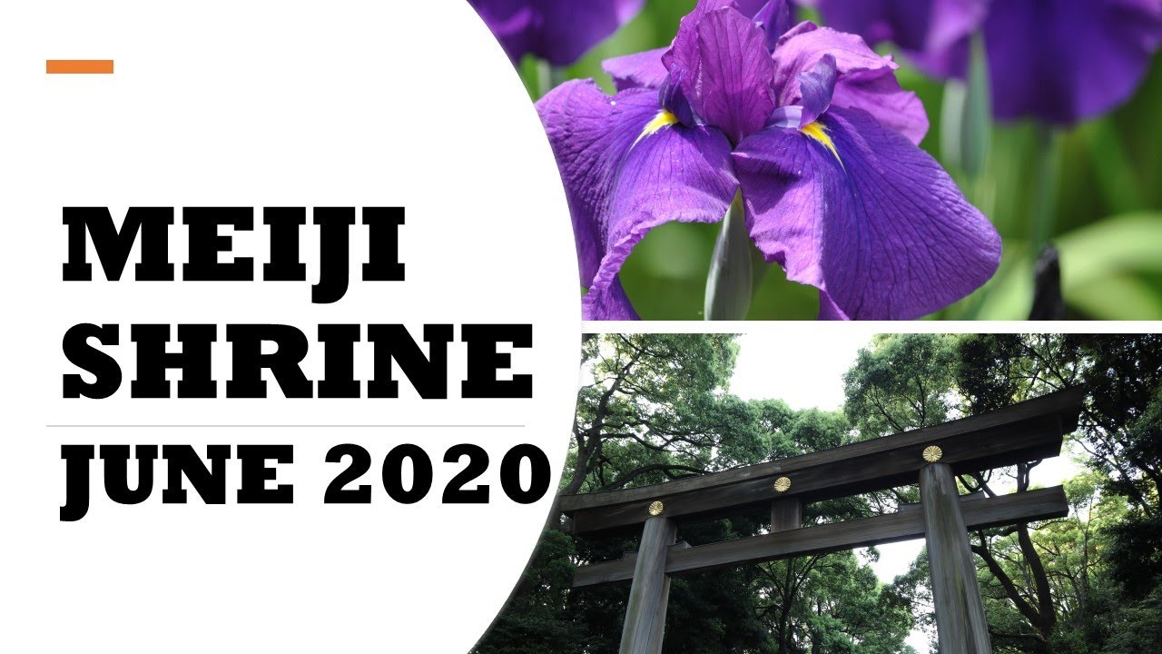 Meiji Shrine in June 2020, best season for iris and lotus  明治神宮　明治神宮御苑　花菖蒲