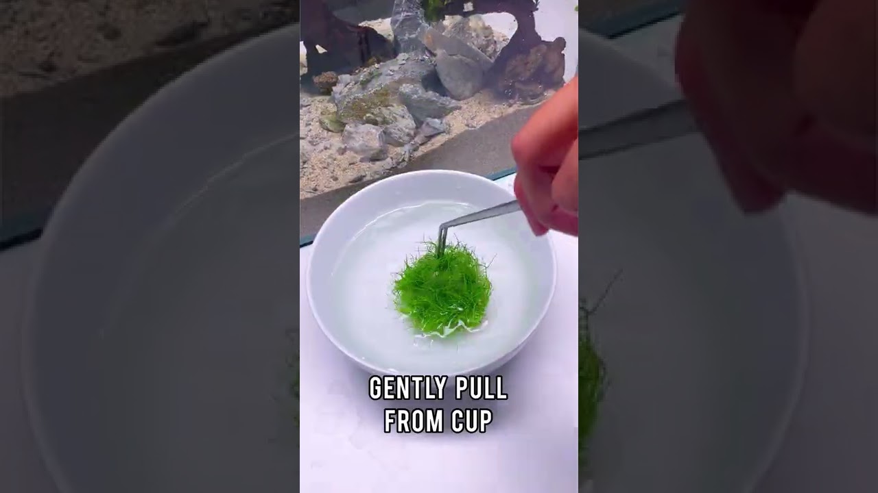 How to Prep Tissue Culture Aquarium Plants