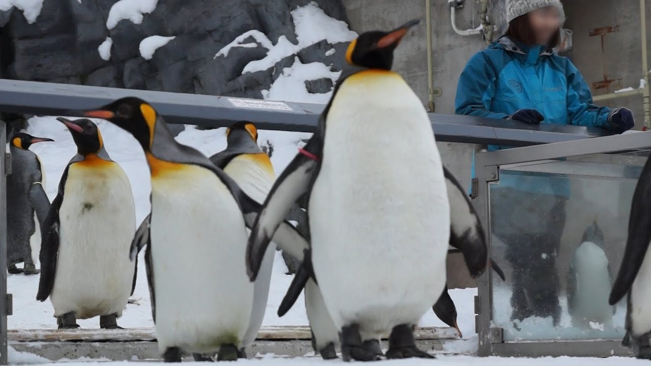 旭山動物園 鳴いてばかりで始まらないお散歩-King Penguin-