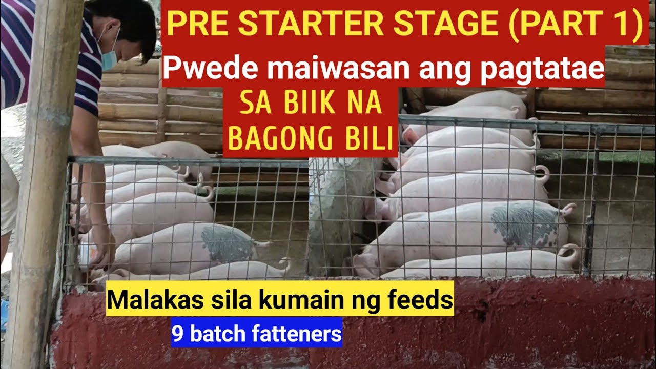 Pre starter stage (Part 1) Pwede maiwasan ang pagtatae ng biik na bagong bili l Dodong Villaran