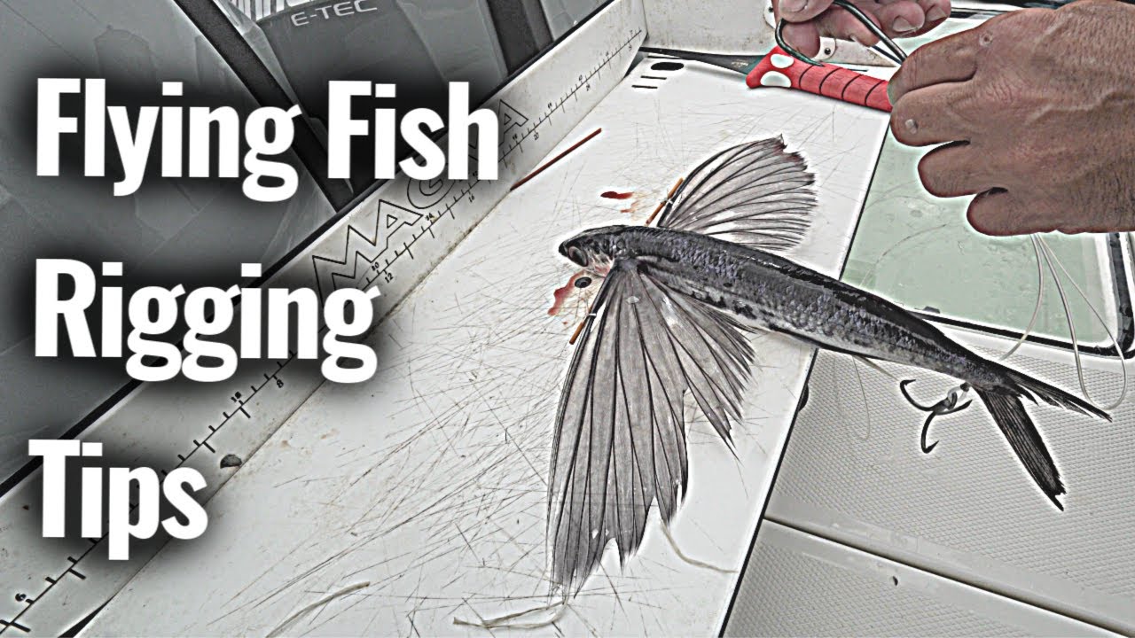How to a Rig Flying Fish for BLUEFIN Tuna