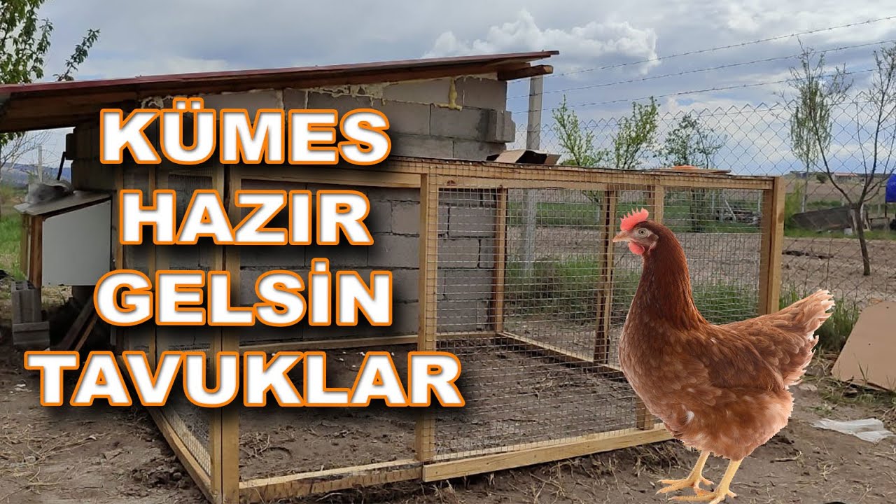 Tavuk Kümesi İçin Gezinme Kafesi - Kümes Tamamen Hazır - Gelsin Tavuklar - Haftaya Geliyor