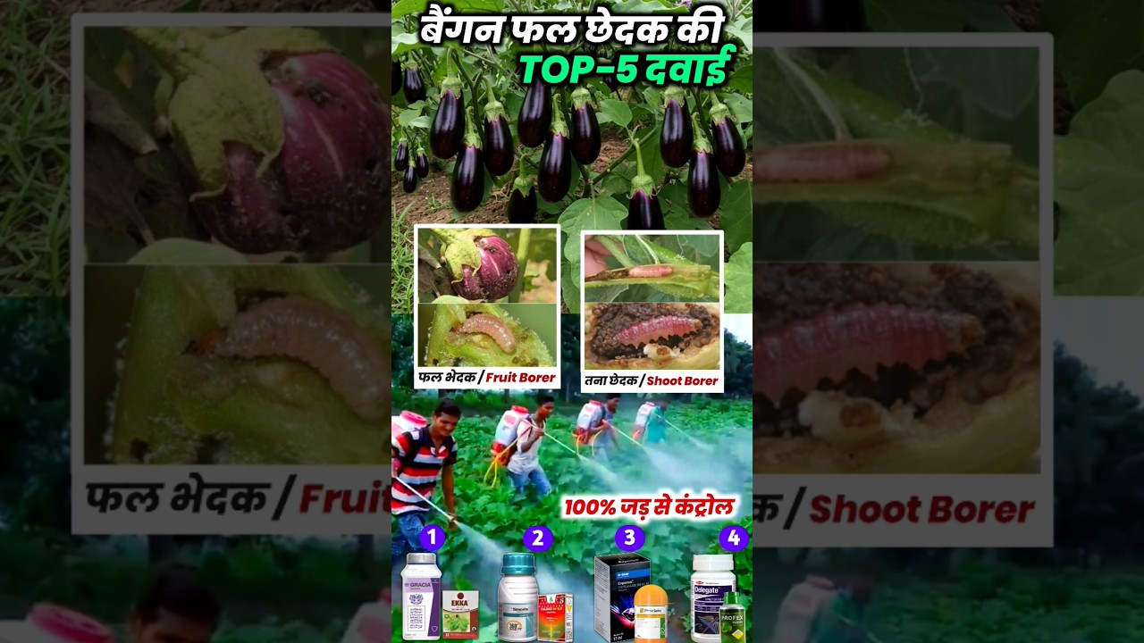 बैंगन में फल छेदक कंट्रोल🍆Baigan fruit borer control🌱baigan ke liye top 5 insecticide #shorts