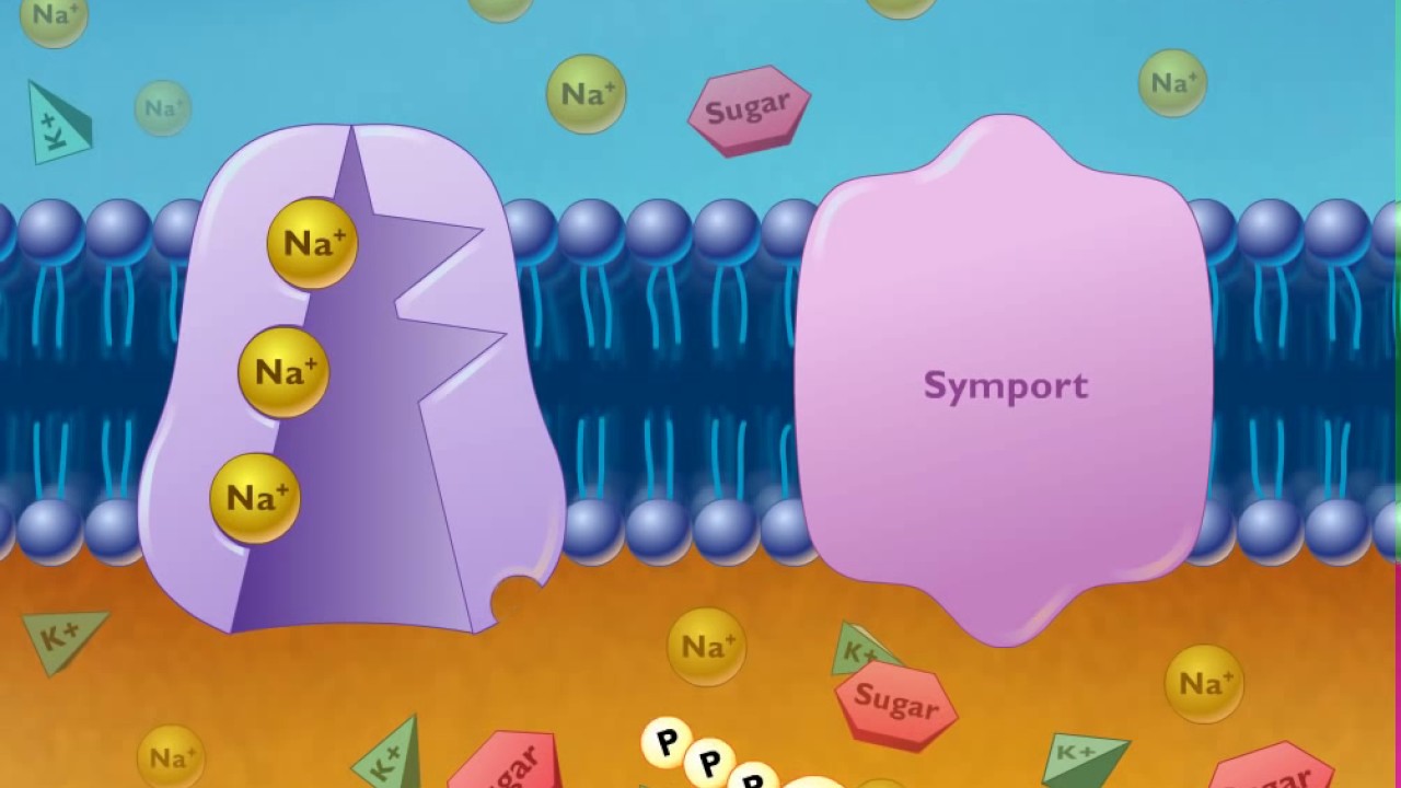 Cotransport Symport and Antiport HD Animation