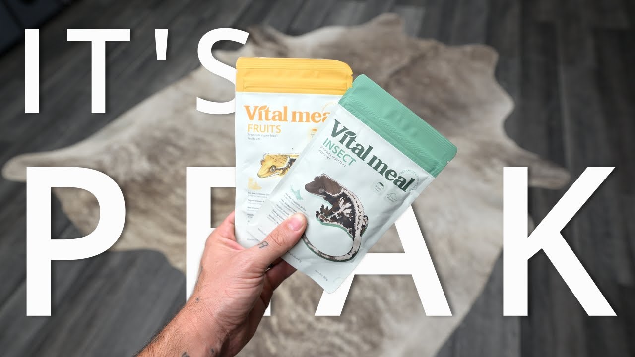 Vital Meal: A Crested Gecko Diet Review