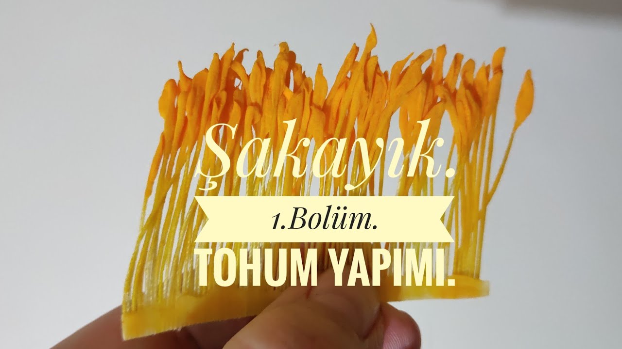 ŞAKAYIK.  1. Bolüm.  Tohum yapımı.