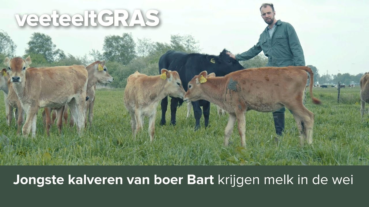 Jongste kalveren van boer Bart krijgen melk in de wei