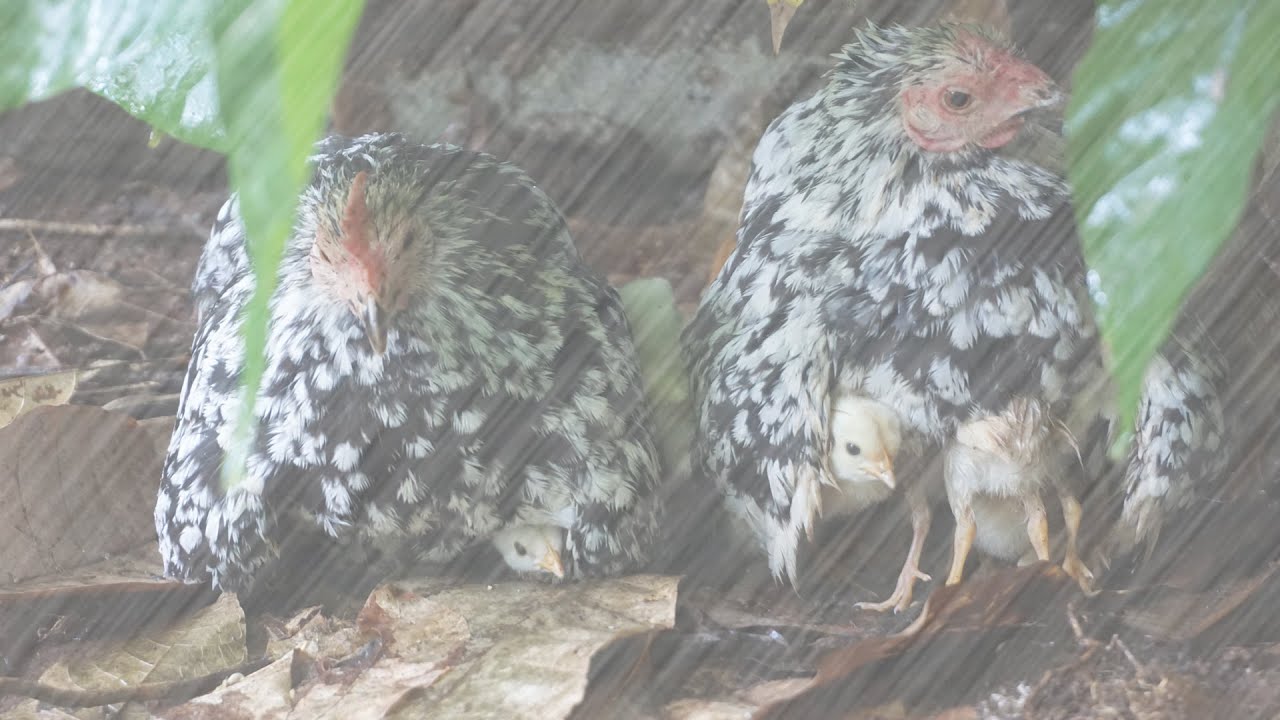When rain came,  the Chicks ran to their Mother and protect them