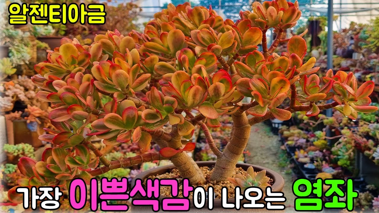 말도 안되게 화려한 염좌 알젠티아금