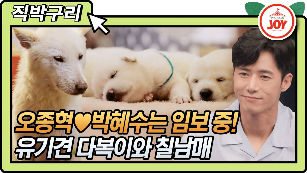 [직박구리] 오종혁♥박혜수 부부는 유기견 임보 중⁉️ 사랑스러운 다복이와 칠남매 보러오세요!! 