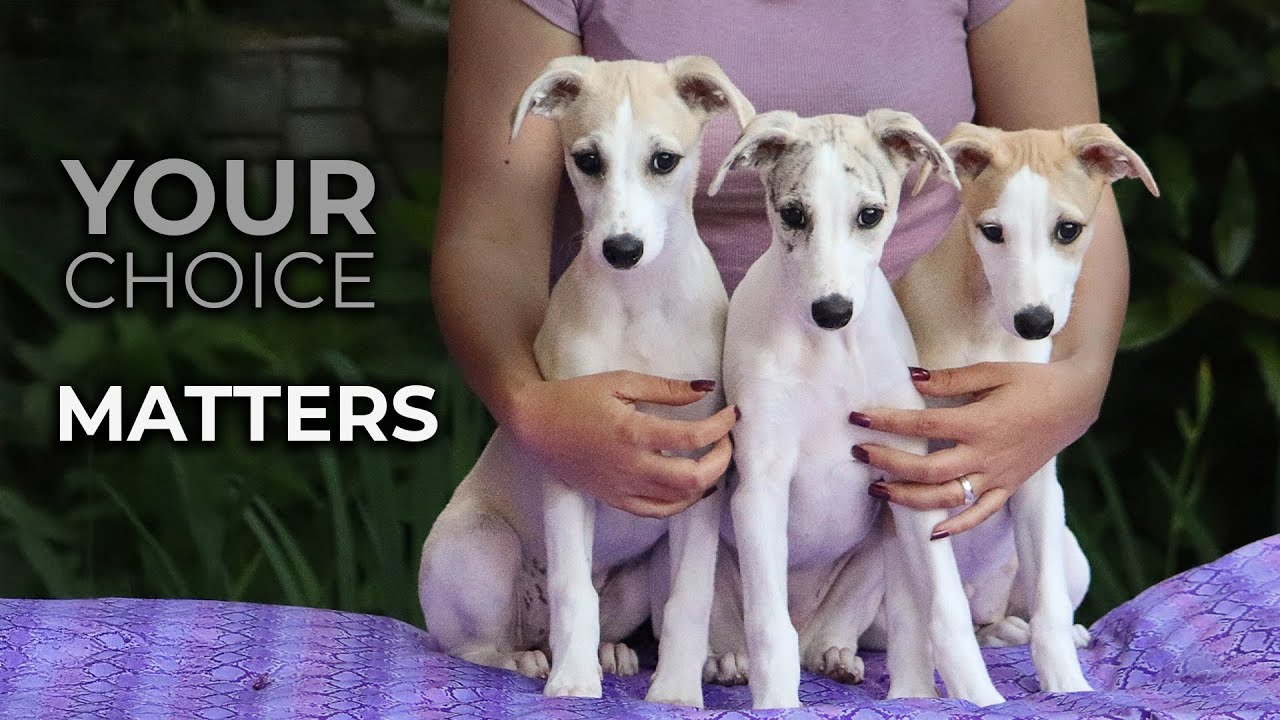 Where Your Whippet Puppy Comes From Matters and Here's Why
