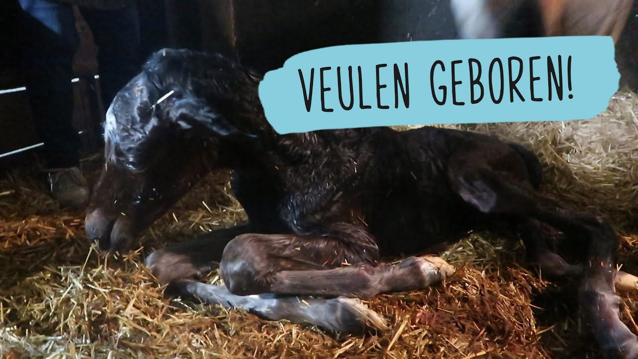 SERIE: Veulens afl. 2:Geboorte van veulen Promise H2 | #51 | HorseFitShop