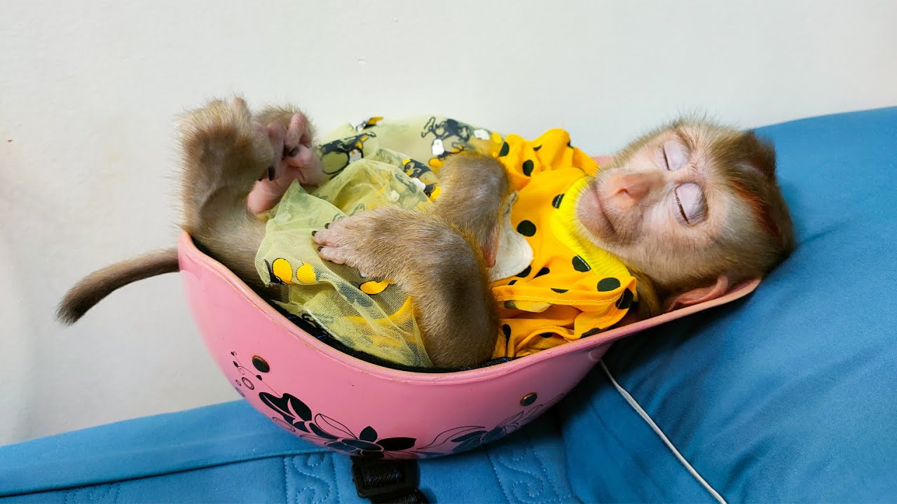 Monkey KaKa sleeping soundly in her mother's helmet looks so cute