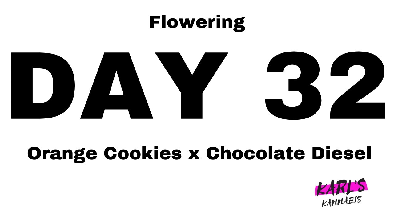 🌿 Flowering Day 32 - Orange Cookies x Chocolate Diesel Cannabis Strain - Medical Marijuana 🌸