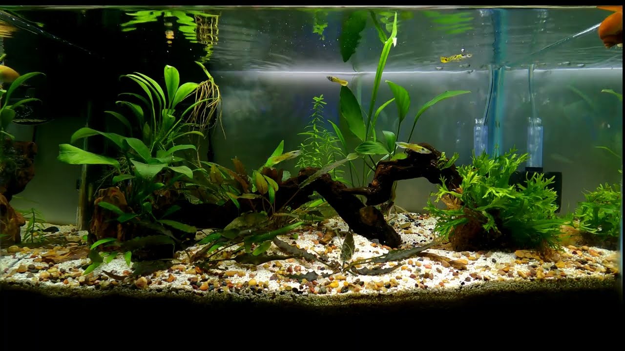 Aquarium Beginner??.... (WATCH THIS!!!)