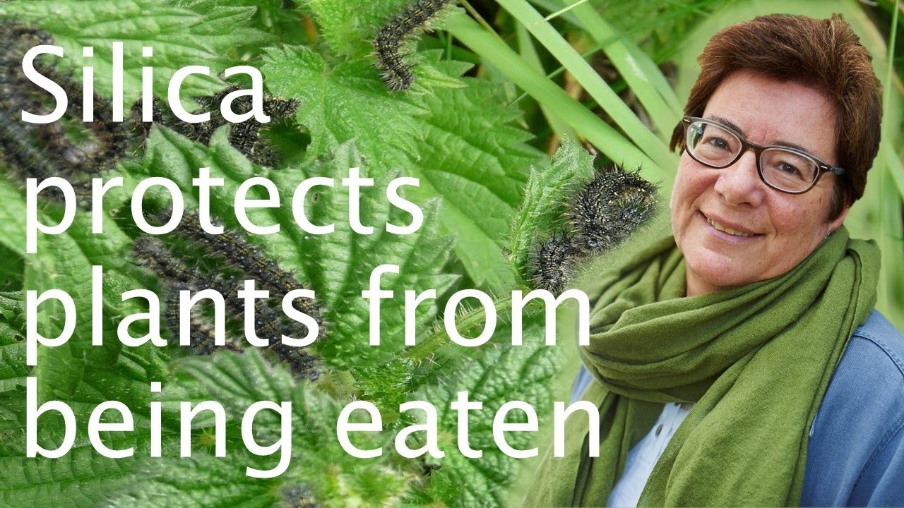 Silicon in plants: crop protection & climate change - Sue Hartley