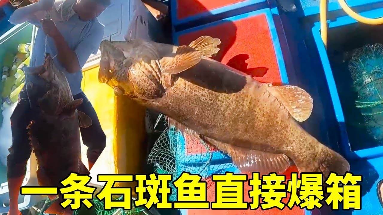 老闆說要打破紀錄，大鋒子帶老闆進入石斑魚窩，一條超大石斑魚直接爆箱#釣魚#海釣#趕海#石斑魚