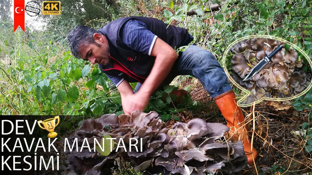 DEV KAVAK MANTARI KESİMİ !  (istiridye mantar) 4K UltraHD 2018