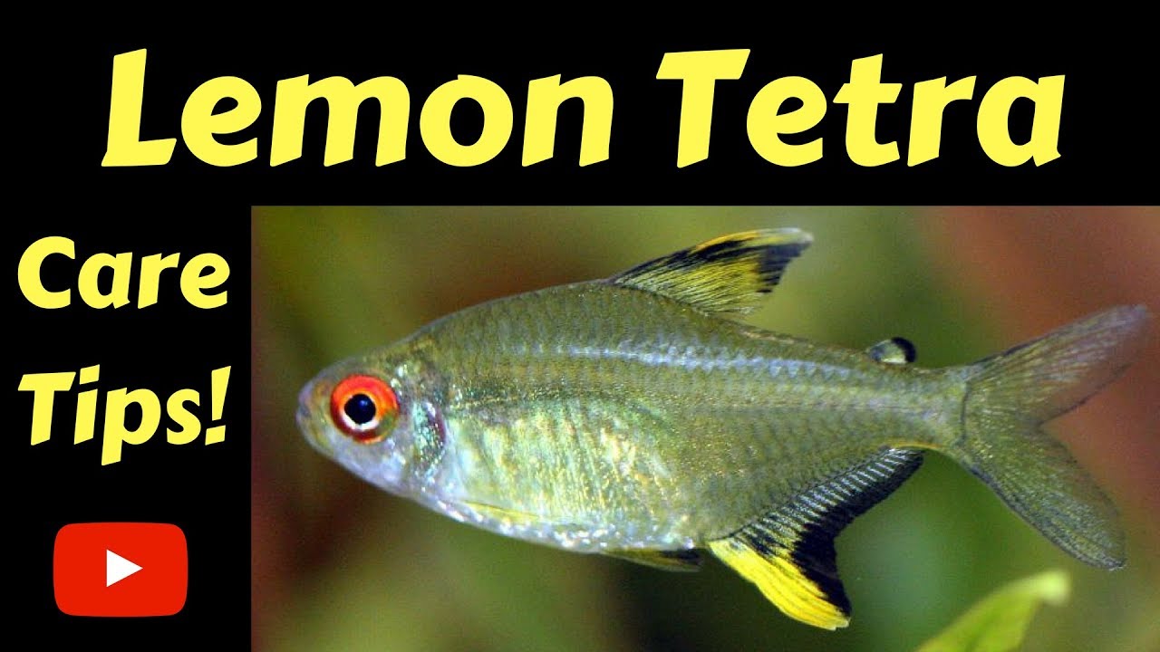 Lemon Tetra Care Tips