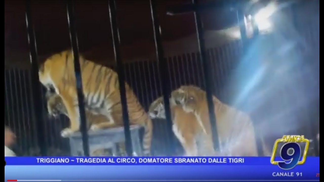 TRIGGIANO - TRAGEDIA AL CIRCO, DOMATORE SBRANATO DALLE TIGRI