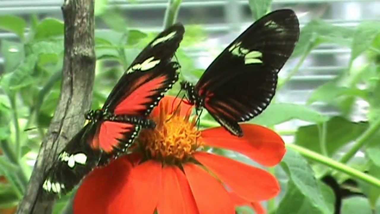 Doris Longwing  Butterfly (Heliconius Doris)