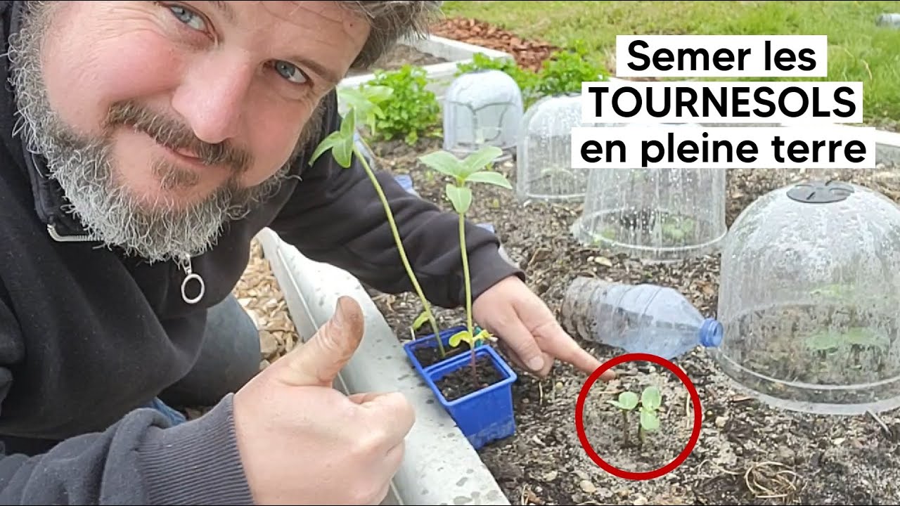 Semer les TOURNESOLS directement en pleine terre 🌻『TUTO』