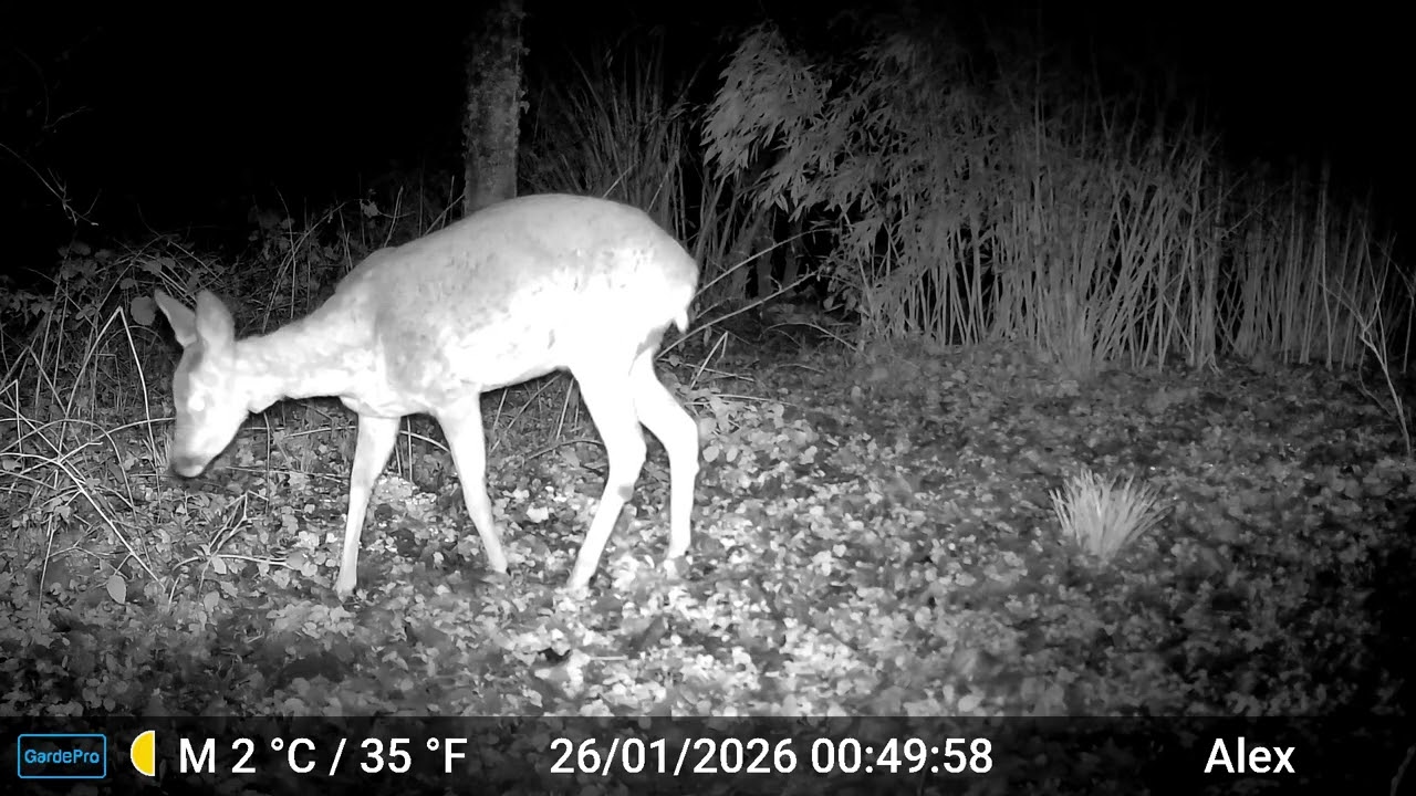 Caméra chasse jardin