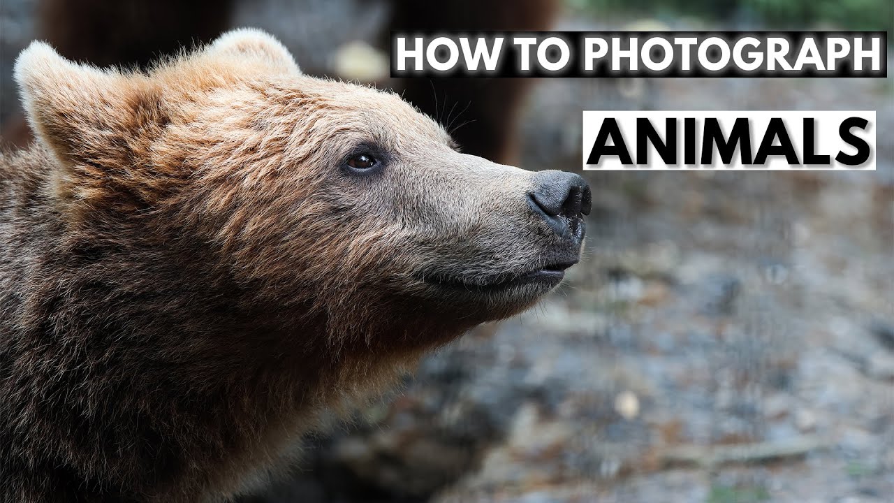 How To Photograph Animals in the Zoo, Safari or Reserve | Tutorial Tuesday