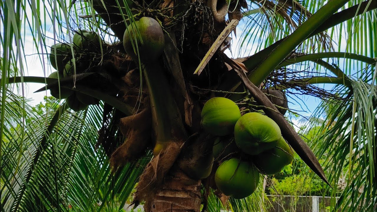 Update sa dwarf coconut after natin mag abono 🩷 #dwarfcoconuttree