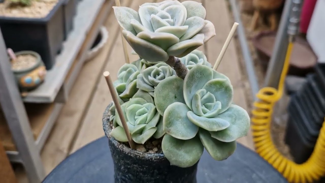 흩어져 있던 러블리로즈 모아 모아서 합식~!#이쁜다육 #다육이 # 러블리로즈 #국민이 #succulent #plants #garden #多肉植物 구독과좋아요 