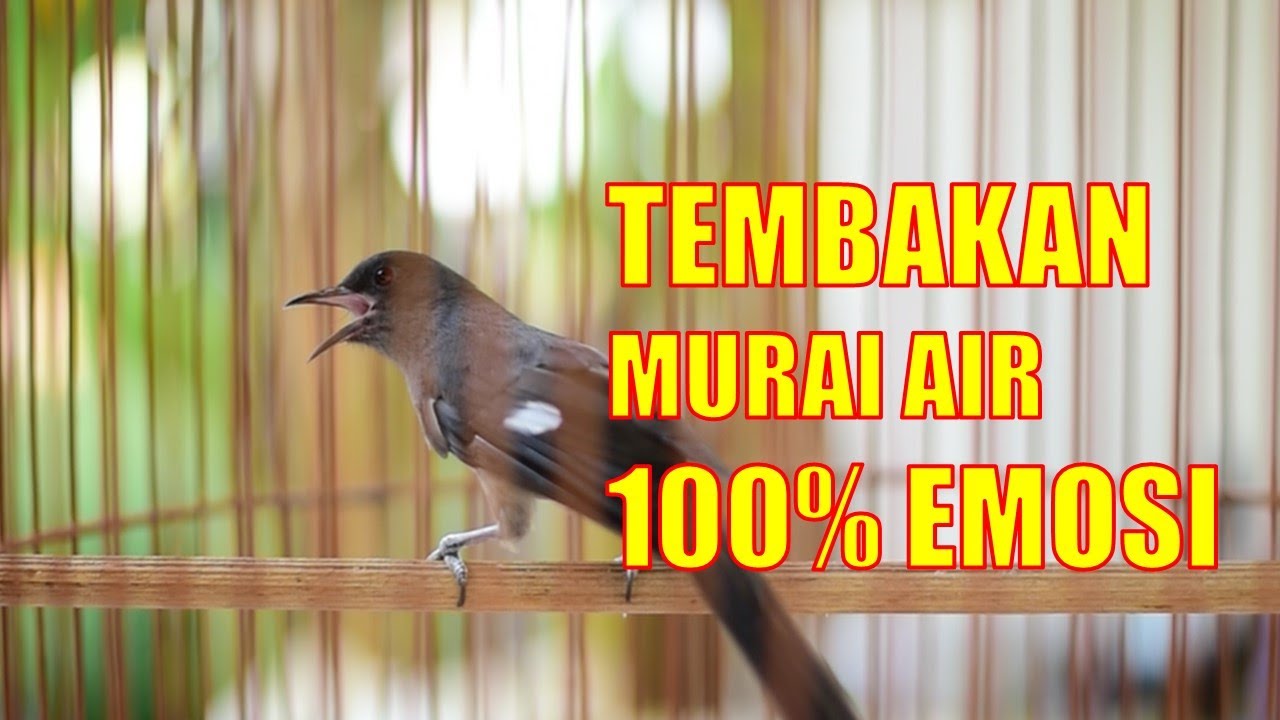 Master Murai Air Mancur GACOR Nembak RAPET plus PANJANG, Suara ASLI BERJEDA Mudah ditirukan