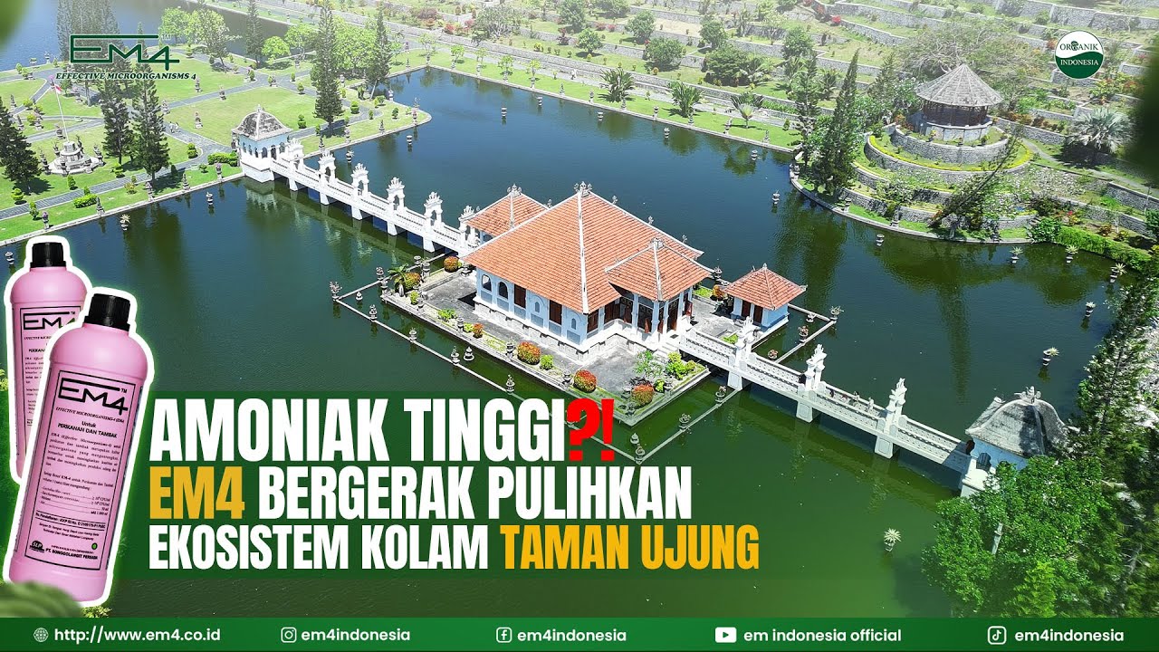 Kasus Ikan Mati di Taman Ujung Bali Penanganan Cepat Menggunakan Teknologi EM4!!!