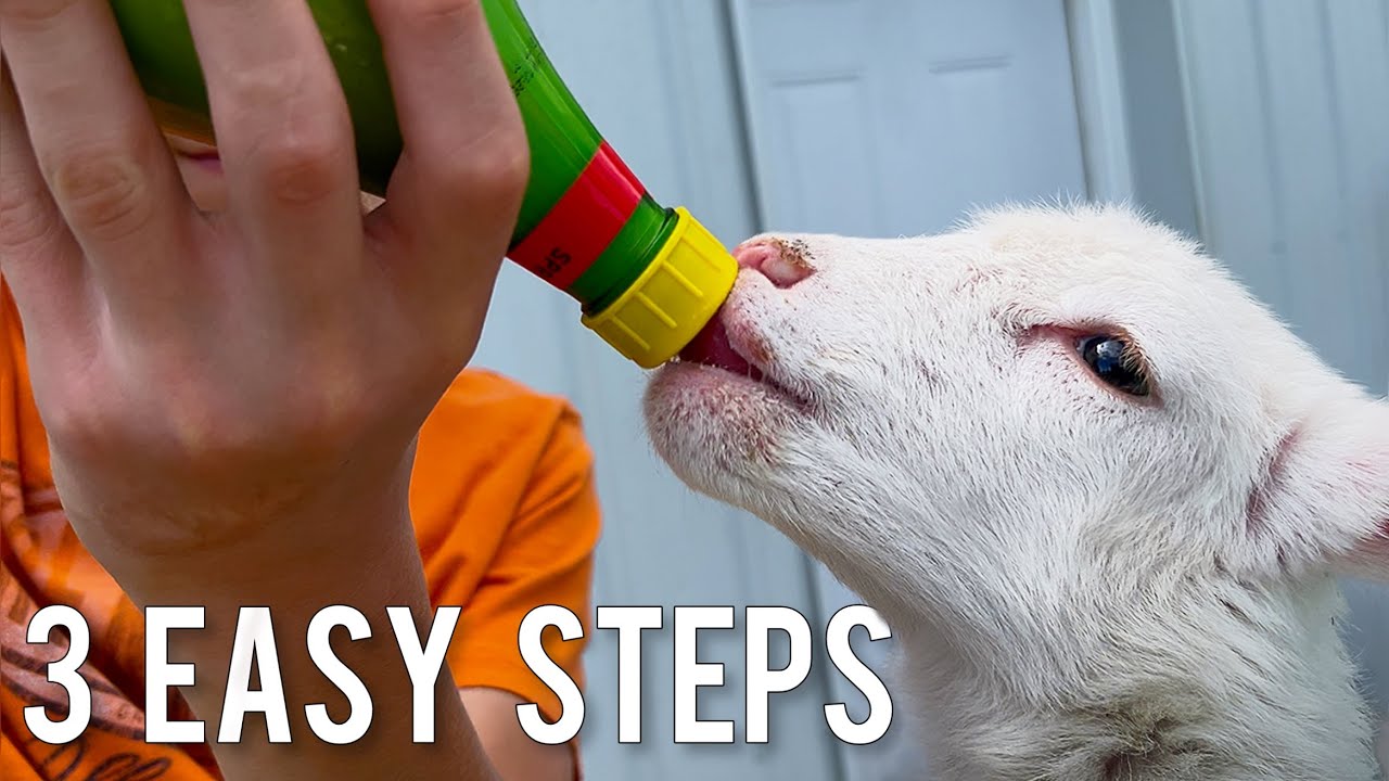 How To Bottle Feed A Lamb | 3 Easy Steps