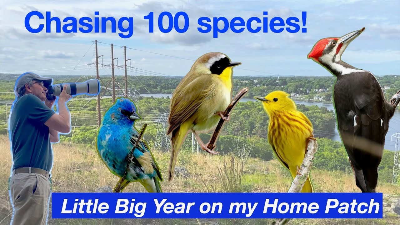 Little Big Year, эпизод 8: Пытаюсь достичь 100 видов за год на моем домашнем участке!