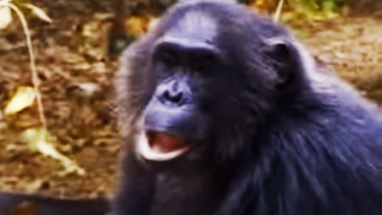 Wild Chimpanzee Displays His Authority, even when the Camera Crew Gets in the Way | BBC Studios