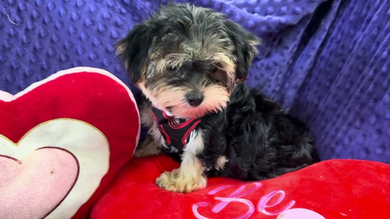 Sir Barkley M Morkie video 1-6-26