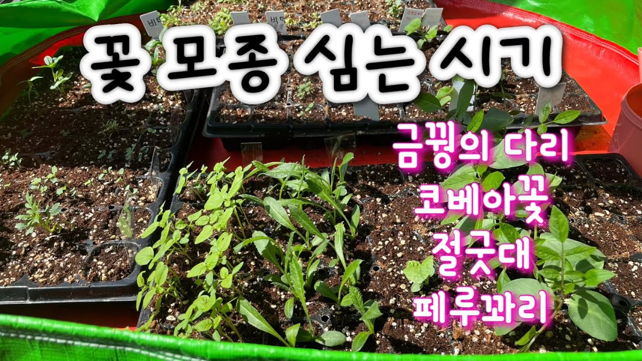 #금꿩의 다리#코베아#페루꽈리#절굿대 #냉해 입지않게 심어요