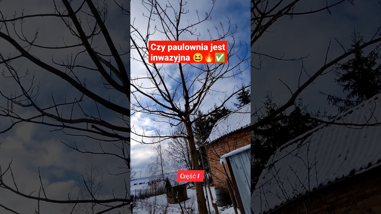 Czy paulownia jest inwazyjna. #paulownia #inwazyjna #sadzonki #drzewa #tlenowe #uprawa