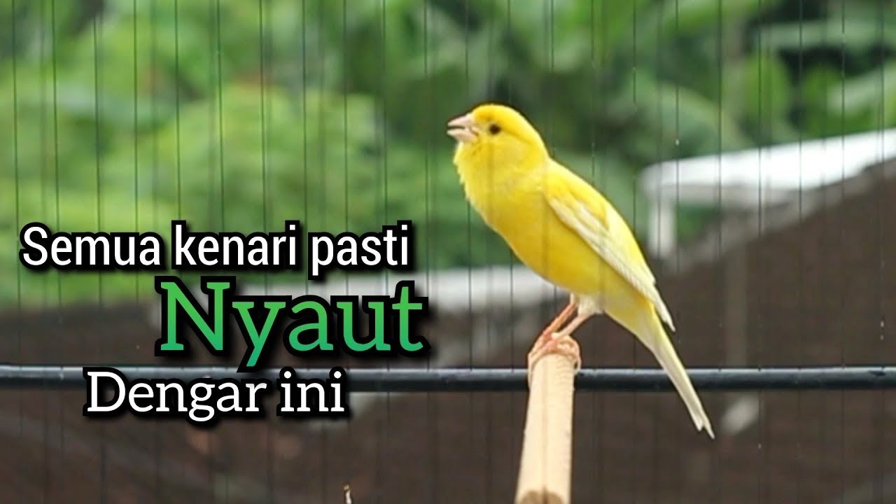 Pancingan Kenari GACOR panjang untuk Masteran Kenari PAUD & agar Kenari diam agar bunyi & gacor