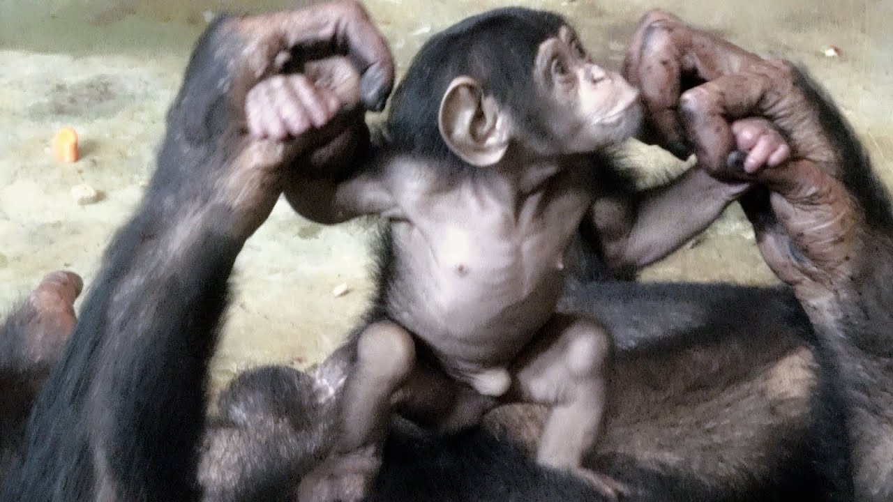 anxiety… But Haruki seems to be is happily babysitting . ハルキの母性本能。Chimpanzee Asahiyama Zoo
